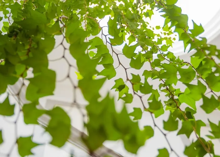 Casa Da Hera - The Ivy House * Porto